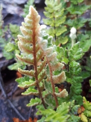 Cheilanthes lasiophylla