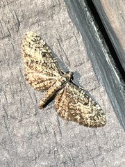 Eupithecia lariciata