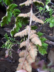 Cheilanthes lasiophylla