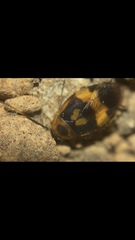 Holocompsa zapoteca