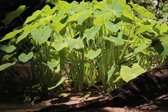 Colocasia