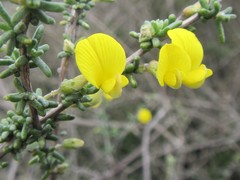 Aspalathus spinescens