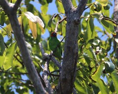 Geoffroyus geoffroyi