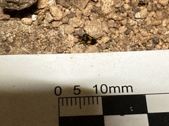 Holocompsa zapoteca
