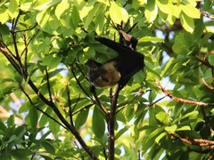 Pteropus conspicillatus