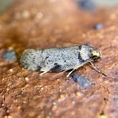 Philobota transversella