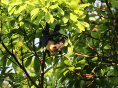 Pteropus conspicillatus