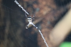 Argiope aetherea
