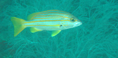 Lutjanus carponotatus