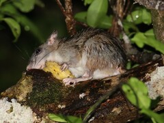 Uromys caudimaculatus