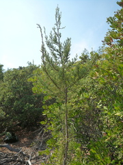 Cupressus sargentii