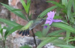 Chrysuronia coeruleogularis