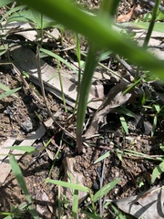 Prasophyllum brevilabre