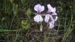 Pelargonium peltatum