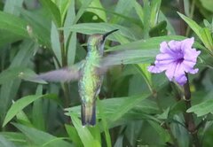 Chrysuronia coeruleogularis