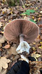 Agaricus hondensis