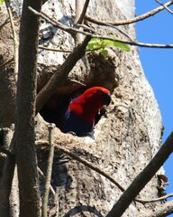 Eclectus roratus