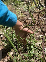 Prasophyllum brevilabre