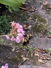 Papilio dardanus cenea