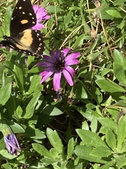 Papilio dardanus cenea