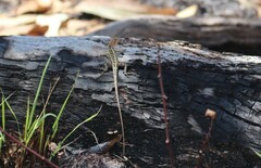 Diporiphora australis