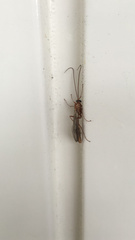 Ophion obscuratus