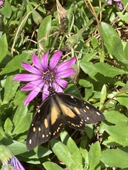 Papilio dardanus cenea