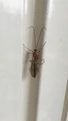 Ophion obscuratus