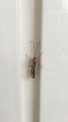 Ophion obscuratus