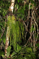 Haplopteris