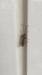 Ophion obscuratus