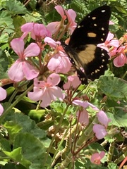 Papilio dardanus cenea