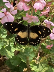 Papilio dardanus cenea