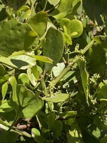 Ileostylus micranthus observed 2022-10-23