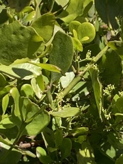 Ileostylus micranthus