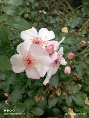 Rosa sempervirens
