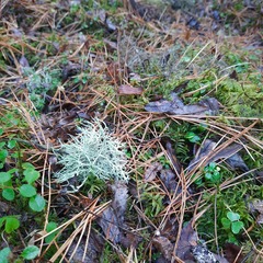 Evernia