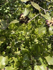 Ileostylus micranthus