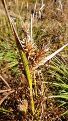 Carex lupulina