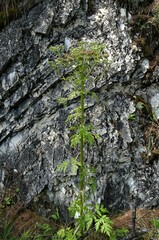 Pleurospermum uralense