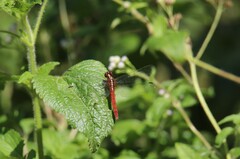 Rhodothemis lieftincki