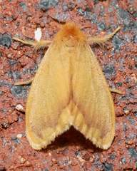 Euproctis fimbriata