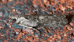Sciota melanostyla