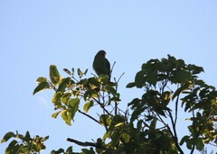 Eclectus roratus macgillivrayi