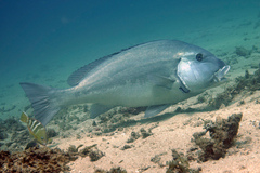 Plectorhinchus caeruleonothus