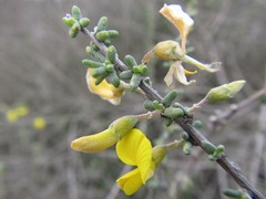 Aspalathus spinescens