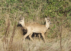 Capreolus