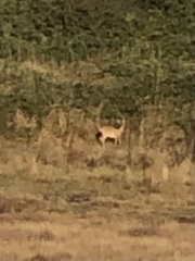 Capreolus