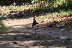 Chalcophaps longirostris