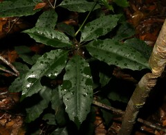 Mackinlaya confusa